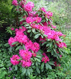 rhododendron