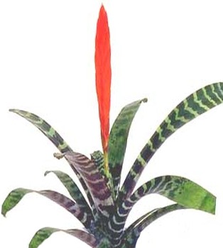 vriesea_splendens2