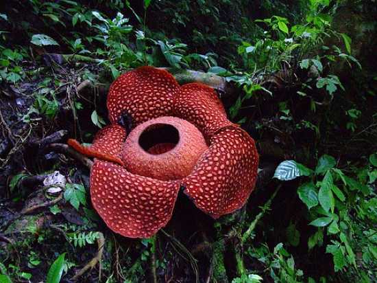 La flor cadáver