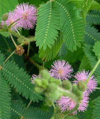¿Sueñan y duermen las plantas?