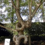 Arborsculpture 2