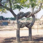 Arborsculpture 4