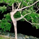 Arborsculpture 5