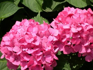 Cómo podar las hortensias