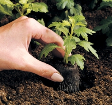 Trasplantar plantas