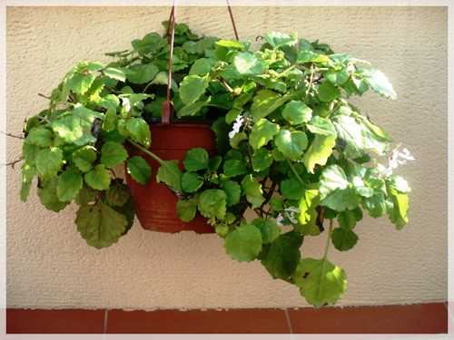 Sacar las plantas al exterior