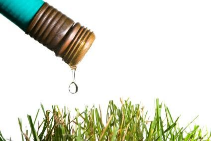 Ahorrar agua en las plantas
