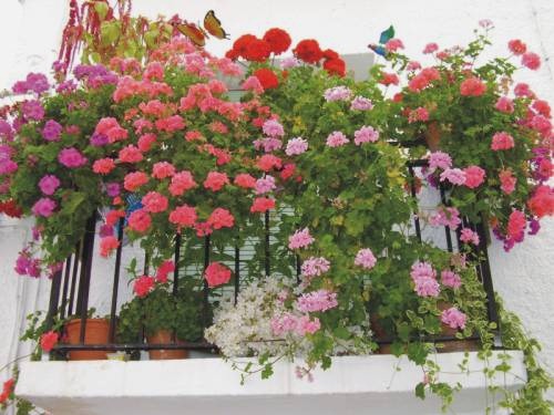 Decorar el balcón con plantas