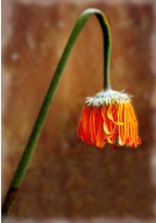 Las flores también enferman