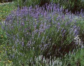 Plantas aromáticas