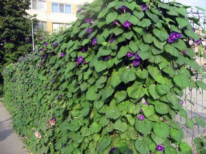 ipomoea