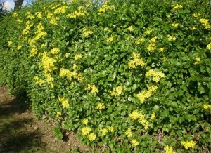 senecio
