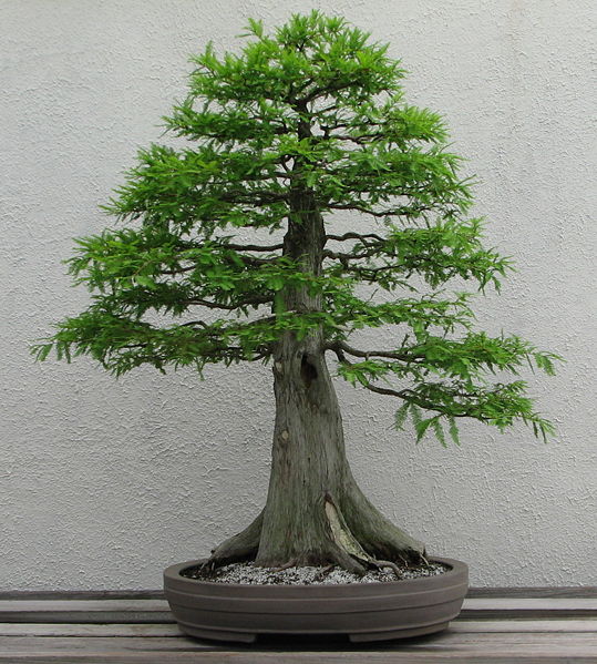 aclimatar_el_bonsai