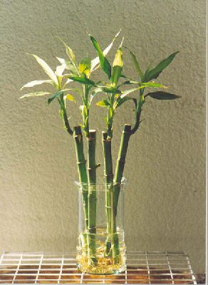 Bambú de la suerte para decorar