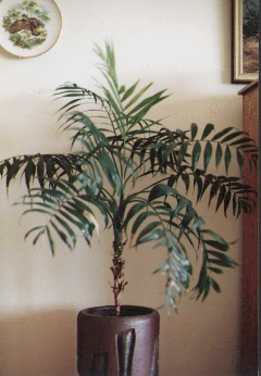Palmera de salón para el interior de tu casa