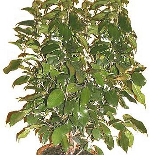Ficus benjamina, otra planta de interior que deberías considerar