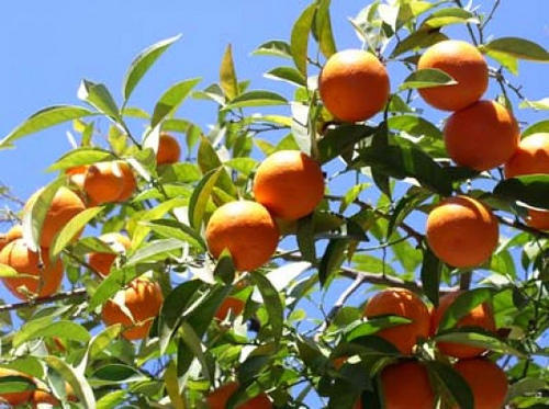 El riego de los árboles frutales