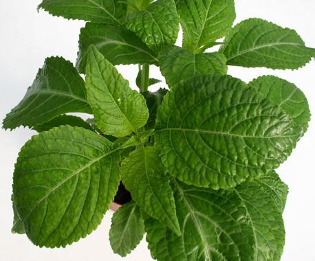 La Salvia