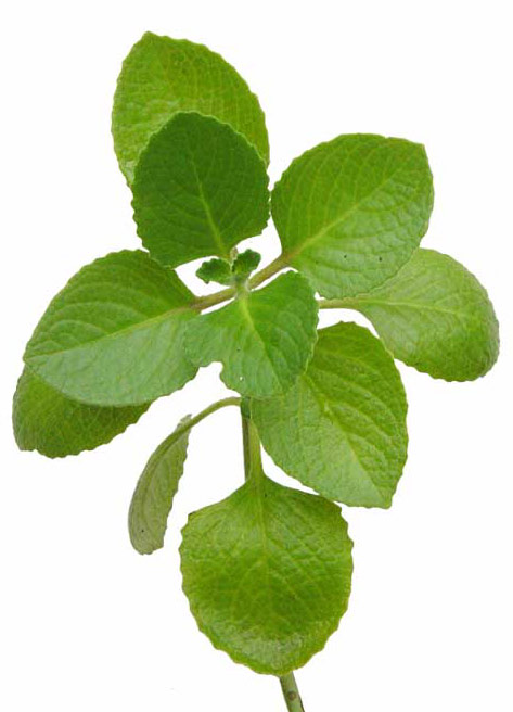 Cultiva plantas aromáticas