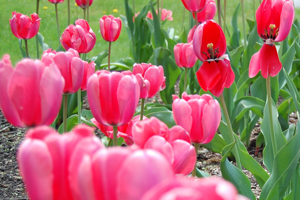 Cultivo de plantas bulbosas