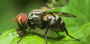 mosca