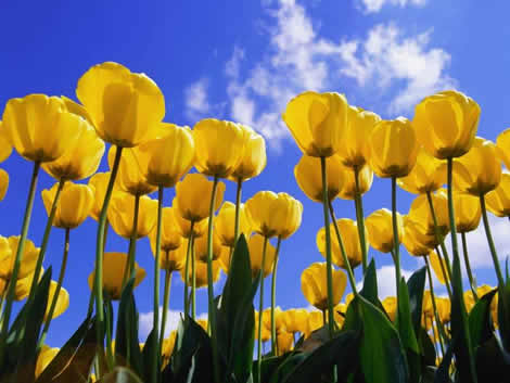 Plantar tulipanes