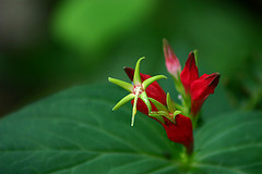 Rosa india