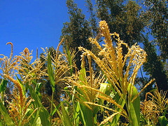 Centeno