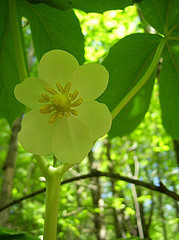 Manzana de mayo