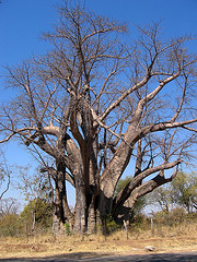 Baobab: Adansonia digitada
