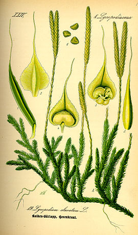 Licopodio – (Lycopodium clavatum)