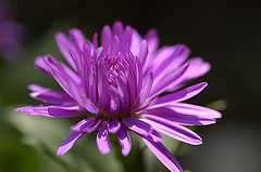 Aster novi-belgii