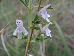 La ajedrea