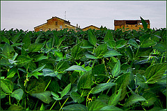 Soya