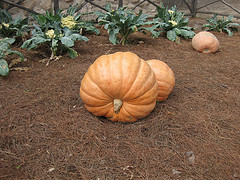 Calabaza