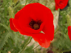 Amapola roja