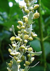 Ajenjo