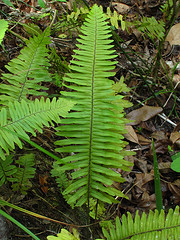 Pecluma dispersa