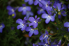 Lobelia azul