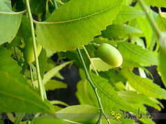 Neem