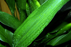Aspidistra elatior