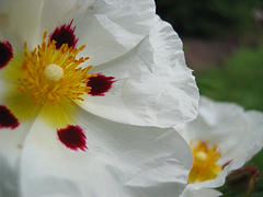 Jara (Cistus ladanifer L.)