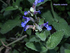 Hierba gatuna