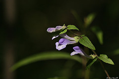 Escutelaria Americana