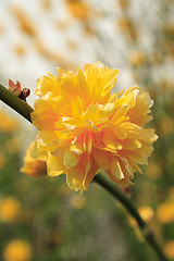 Kerria Japonica
