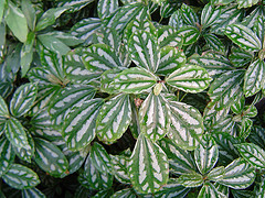 Pilea (Pilea cadierei)
