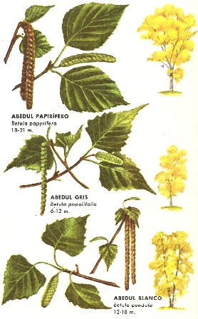 Abedul