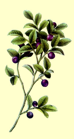 El Arándano Bush (Vaccinium myrtillus)
