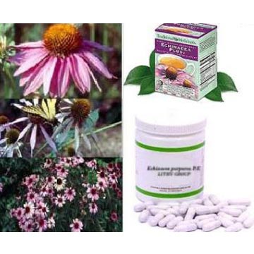 Echinacea