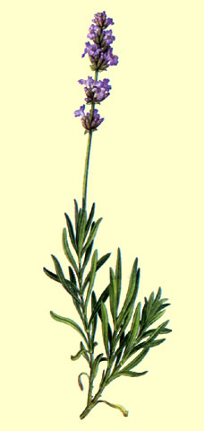 La Lavanda y sus diversos usos